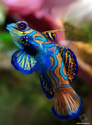 Топ-15 самых красивых рыб нашей планеты