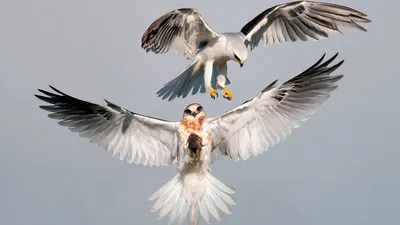Самые красивые и нежные фотографии животных и птиц - YouLoveIt.ru