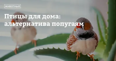 Птицы Краснодарского края и самые яркие представители