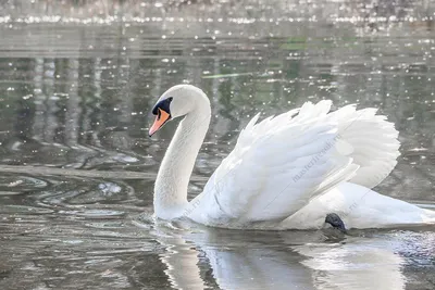 Белая вода стаи лебедей весной. Лебеди в воде. Белые лебеди. Прекрасные  белые лебеди плавают в воде. Лебеди в поисках Стоковое Фото - изображение  насчитывающей мир, место: 213485482