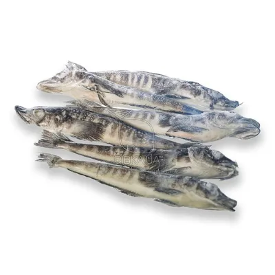 Ледяная рыба (белокровная щука) (5кг) купить по выгодным ценам в Киеве,  заказать Рыба онлайн в интернет магазине морепродуктов ribka.ua