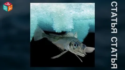 Ледяная рыба в мультиварке рецепт с фото - 1000.menu