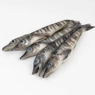 Ледяная рыба. (ID#1581497721), цена: 1550 ₴, купить на Prom.ua