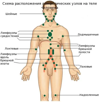 Фото лимфоузлов на теле человека