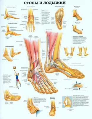 Стопы и лодыжки (постер). В наличии и англоязычный вариант. | Здоровье ног,  Здоровье младенца, Анатомия человека