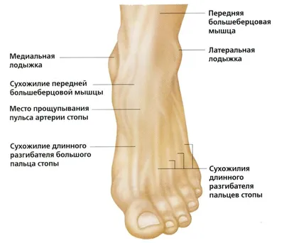 Перелом лодыжки: симптомы, особенности лечения и реабилитация