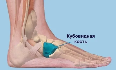 Анатомическая модель кости стопы человека, скелетный масштаб 1:1 - купить с  доставкой по выгодным ценам в интернет-магазине OZON (1311700458)