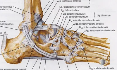 кости лодыжки и стопы на фото, картинка лодыжки, ступня, здоровье фон  картинки и Фото для бесплатной загрузки