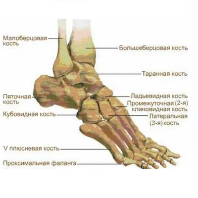 Биомеханика стопы. Часть 1. Статьи