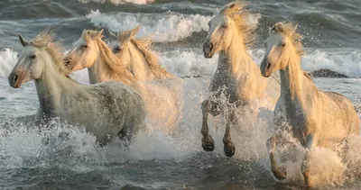 Фотографии лошадей на воде и на горных склонах Фон И картинка для  бесплатной загрузки - Pngtree