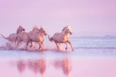 Фото лошадей в воде