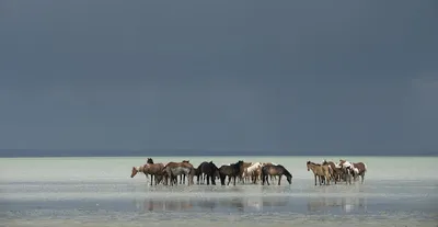 Красивые лошади, работающие на пляже в морской воде Стоковое Изображение -  изображение насчитывающей свободно, табун: 198122329