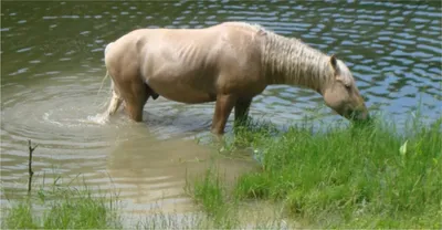 Джим Уоррен \"Дикие воды\", сюрреализм, бегущие кони по воде, волна. Животный  мир. Купить в Краснодарском крае: Новороссийске, Геленджике