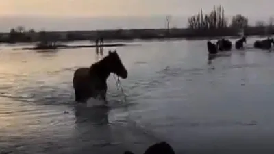 Табун лошадей резвится в воде, …» — создано в Шедевруме