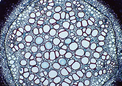 Решетка структуры атома под микроскопом Иллюстрация штока - иллюстрации  насчитывающей элемент, клетка: 132843814