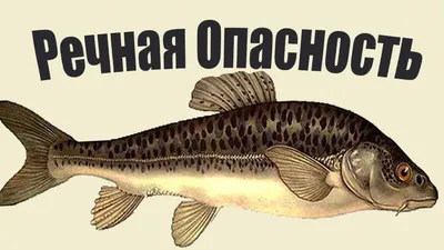 9 самых опасных рыб в мире. Одна из них может проникнуть в задний проход...  | Рыбалкин TV Дзен | Дзен