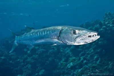 3 самые опасные речные рыбы, которых лучше обходить стороной! - YouTube