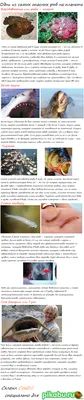 10 самых опасных морских животных - АЗЕРТАДЖ