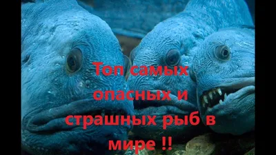 Самые ужасные и опасные рыбы.