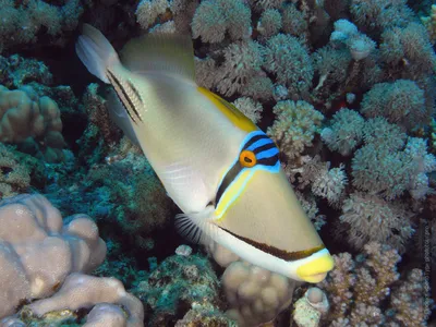 красная лионка одна из опасных рыб коралловых рифов. красивые опасные  животные. Стоковое Фото - изображение насчитывающей вода, море: 259911438