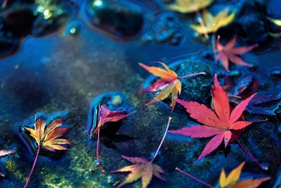 Листья на воде (52 фото) - 52 фото
