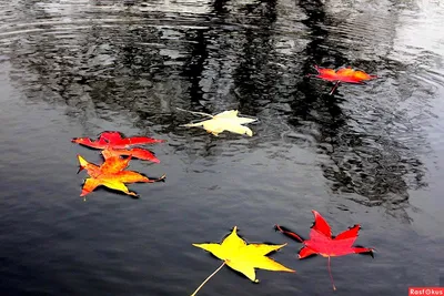 Осенние листья на воде (54 фото) - 54 фото