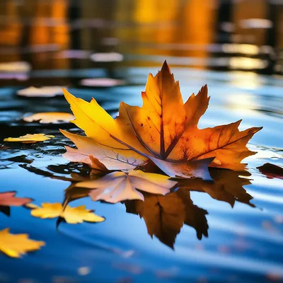 Фото: Опавшие осенние листья плывут по воде. Фотограф Юрий Шмаков. Природа.  Фотосайт Расфокус.ру