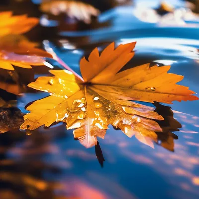 осенние листья плавают в мелкой воде Фон Обои Изображение для бесплатной  загрузки - Pngtree