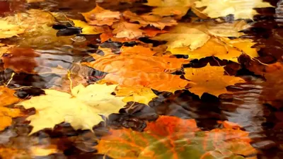 Обои на рабочий стол Осенние листья, плавающие в воде на размытом фоне и  солнечных бликах, автор Сергей Зимин, обои для рабочего стола, скачать  обои, обои бесплатно