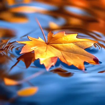Осенние листья на полупрозрачной воде…» — создано в Шедевруме
