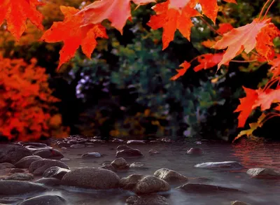 Обои на рабочий стол Осенние листья лежат в воде, обои для рабочего стола,  скачать обои, обои бесплатно