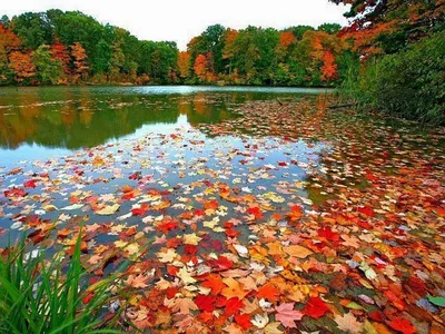 Видеофон Осень Листья в воде - YouTube
