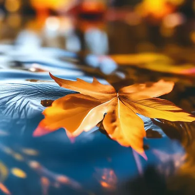 Осенние листья на воде - фото и картинки: 37 штук