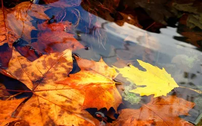 осенние листья в воде на окне, счастливый, кленовый лист фон картинки и  Фото для бесплатной загрузки