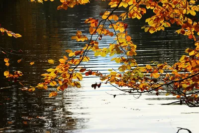 Обои на Рабочий стол - Фото :: Осень :: Осенние листья на воде :: Страница  67
