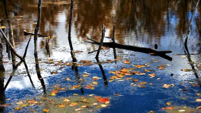 Осенние листья на полупрозрачной воде…» — создано в Шедевруме