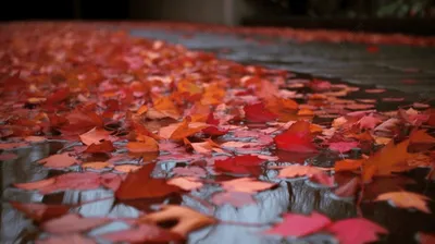 Осенние листья на воде Осенний пейзаж Падение Стоковое Фото - изображение  насчитывающей ландшафт, река: 139757444