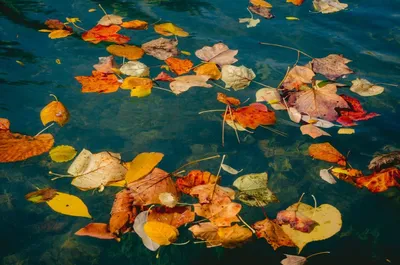 осенние листья в воде городской улицы, опавшие листья вишневый цвет осенние  листья дождь, Hd фотография фото фон картинки и Фото для бесплатной загрузки