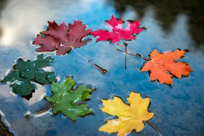 Приметы осени / осенние листья в воде, дождь / Автор: Люба Грозева