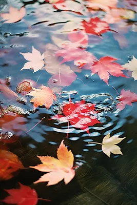Осенние листья разноцветные на воде…» — создано в Шедевруме
