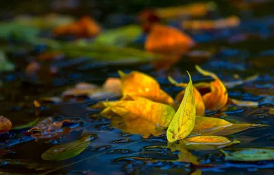 Осенние листья на воде :: Виктор – Социальная сеть ФотоКто