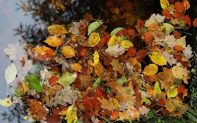 Осенние листья в луже (51 фото) - 51 фото