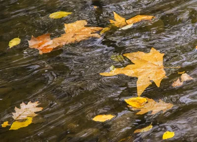 осенние листья в воде на окне, счастливый, кленовый лист фон картинки и  Фото для бесплатной загрузки