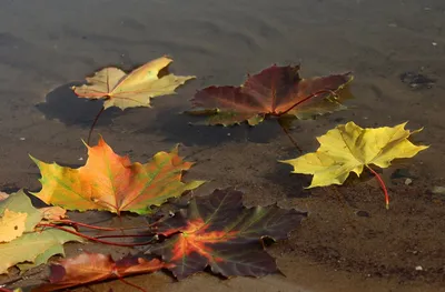 осенние листья в воде озера Стоковое Изображение - изображение  насчитывающей падение, вода: 235613607