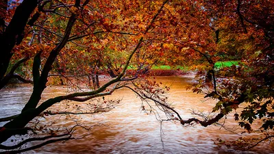 Осенние Листья Плавают На Воде В Парке — стоковые фотографии и другие  картинки Без людей - Без людей, В воздухе, Вода - iStock
