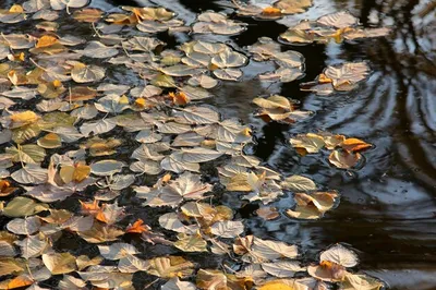 осенние листья плавают в озере у края Фон Обои Изображение для бесплатной  загрузки - Pngtree
