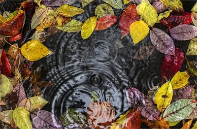 Осенние листья на воде» — создано в Шедевруме