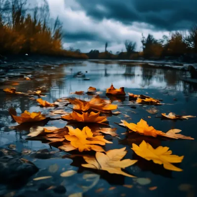 Осенние листья в воде стоковое фото. изображение насчитывающей флора -  127894448