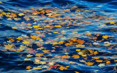 Цветные осенние листья воды Стоковое Фото - изображение насчитывающей  листво, река: 161272616