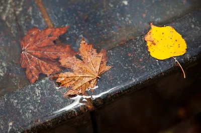 Обои на рабочий стол Осенние листья плавают в воде, обои для рабочего  стола, скачать обои, обои бесплатно